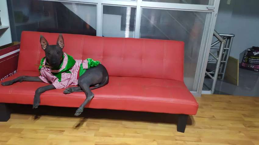 Servicio de monta raza perro sin pelo peruano