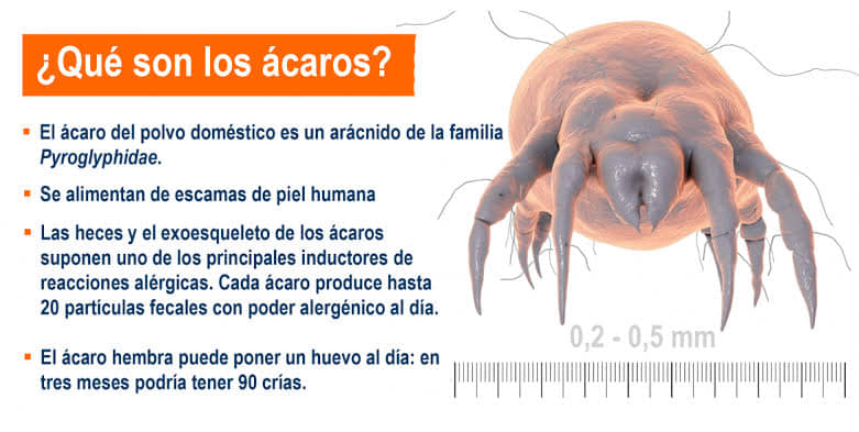 Limpieza de colchones a domicilio