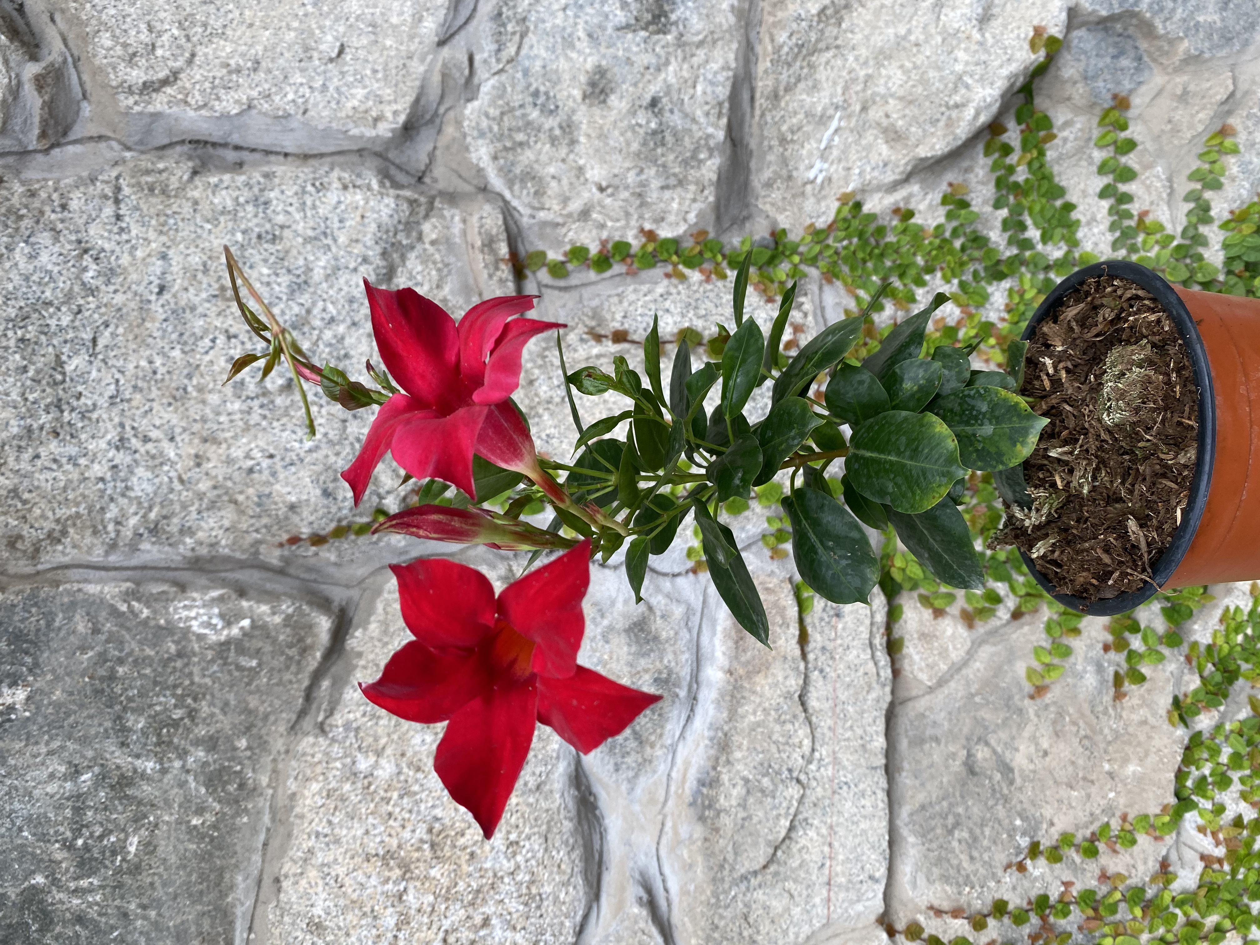 Plantas y flores: decoración del hogar