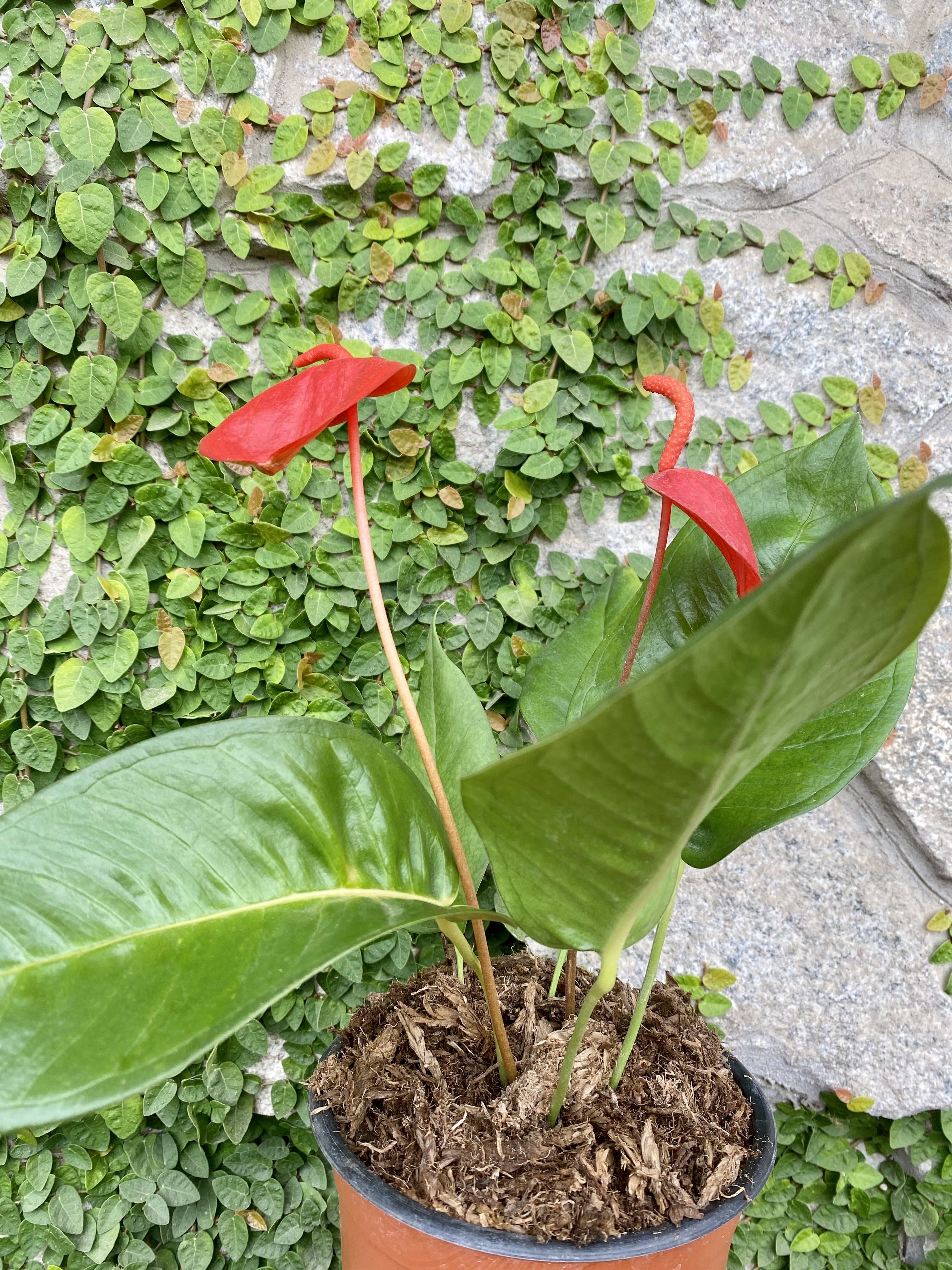Plantas y flores: decoración del hogar
