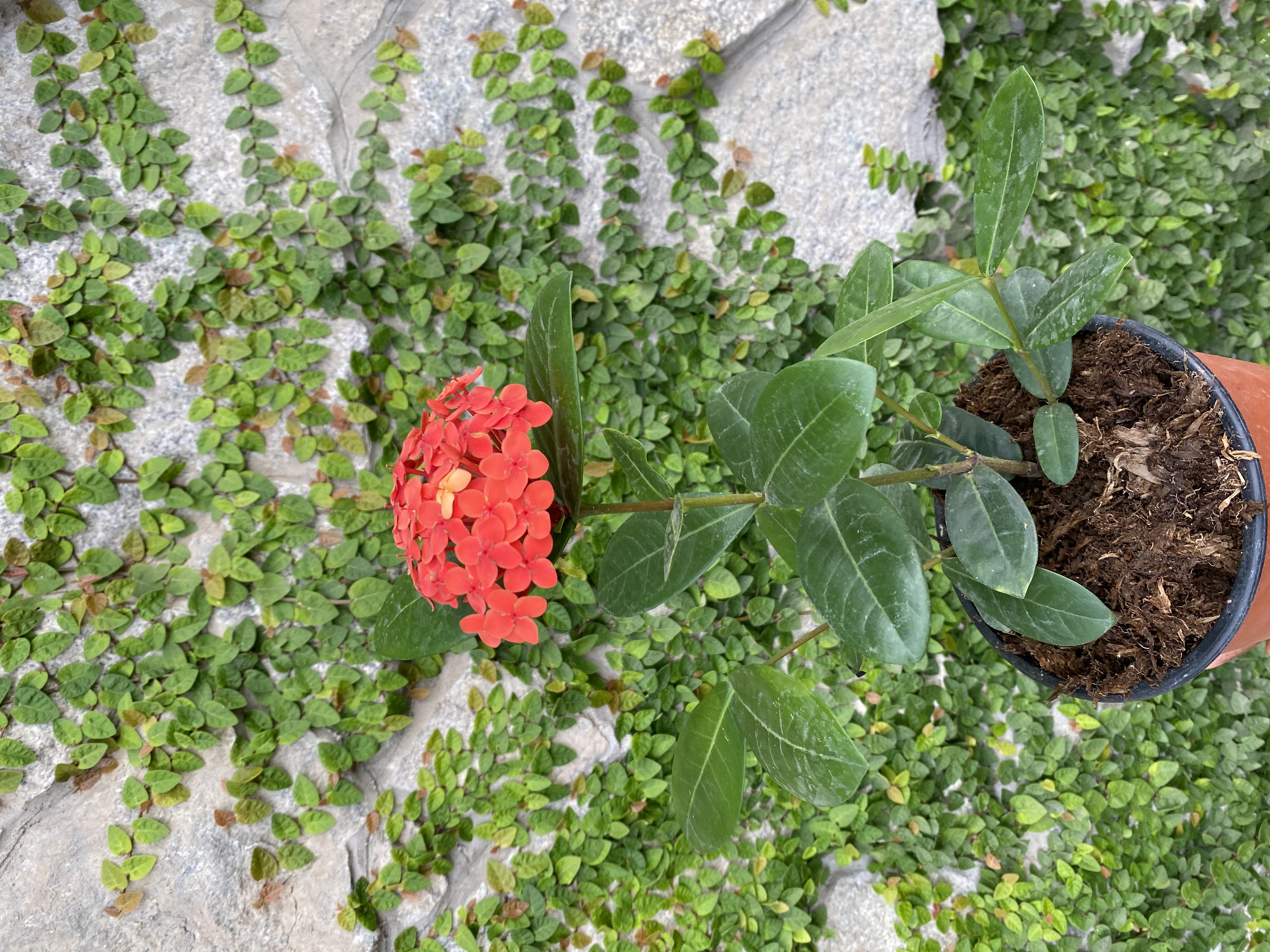 Plantas y flores: decoración del hogar